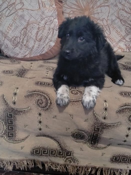 Отдам в хорошие руки