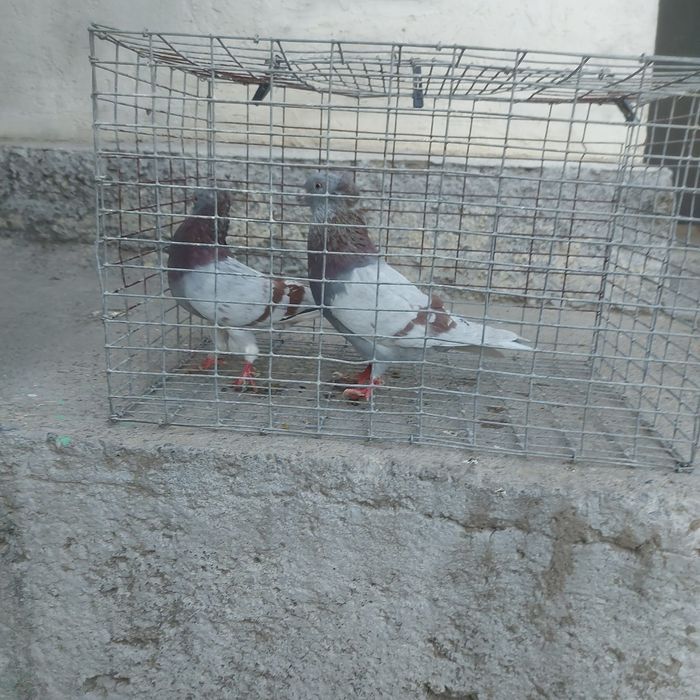 Краснамрамор чубати оба самец