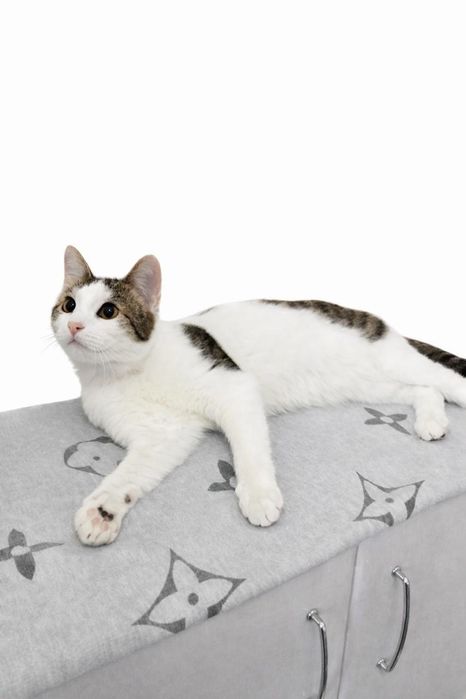 Молодой котик Гарри в семью