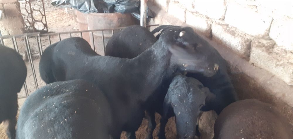 'Qochqor кочкор коу сотилади