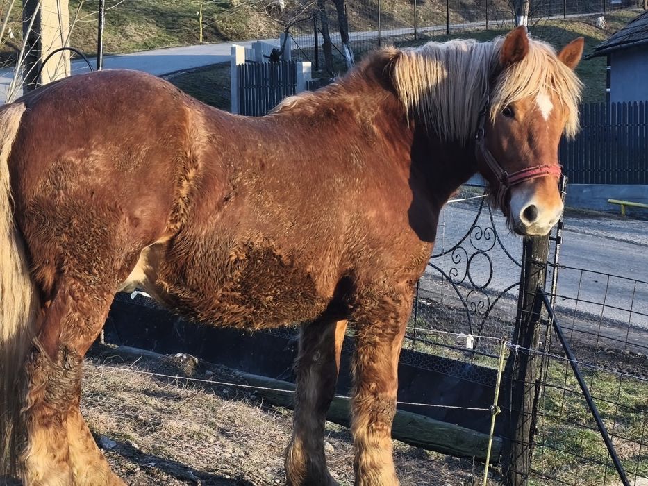 De vanzare mânz 1 an si 8 luni