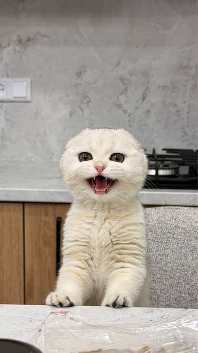 Продаётся кошка – британская шиншилла