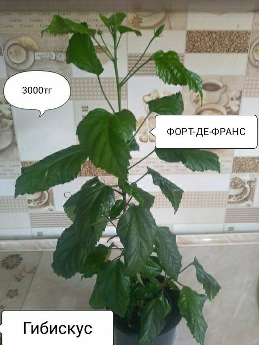 Продам Гибискусы