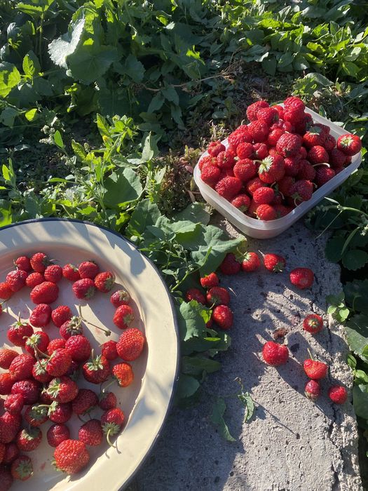 Срочно продам дачу на центральном улице