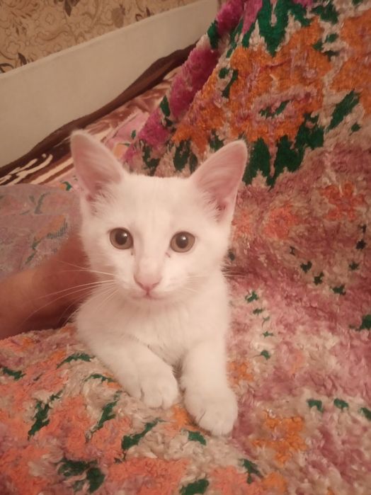 Продаются котята!