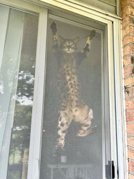 Москитные сетки. Внутреннее крепление (без сверления рам)