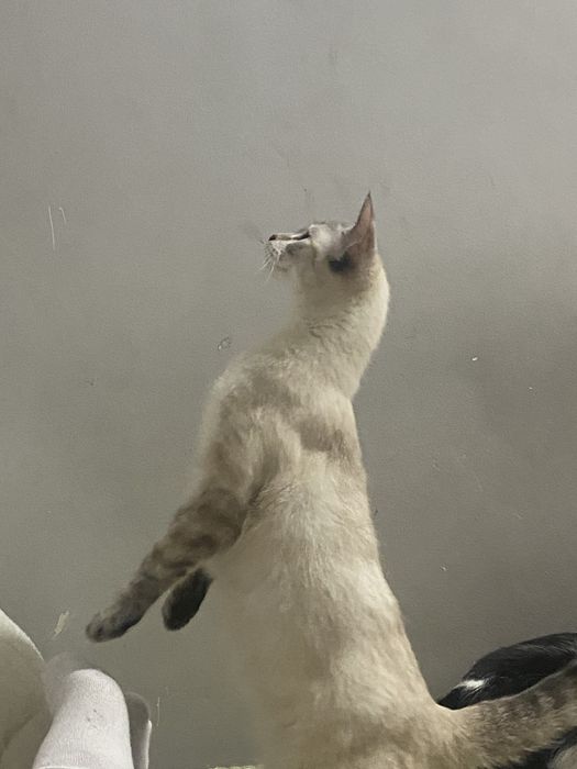 кошка, почти 2 годика, в добрые руки