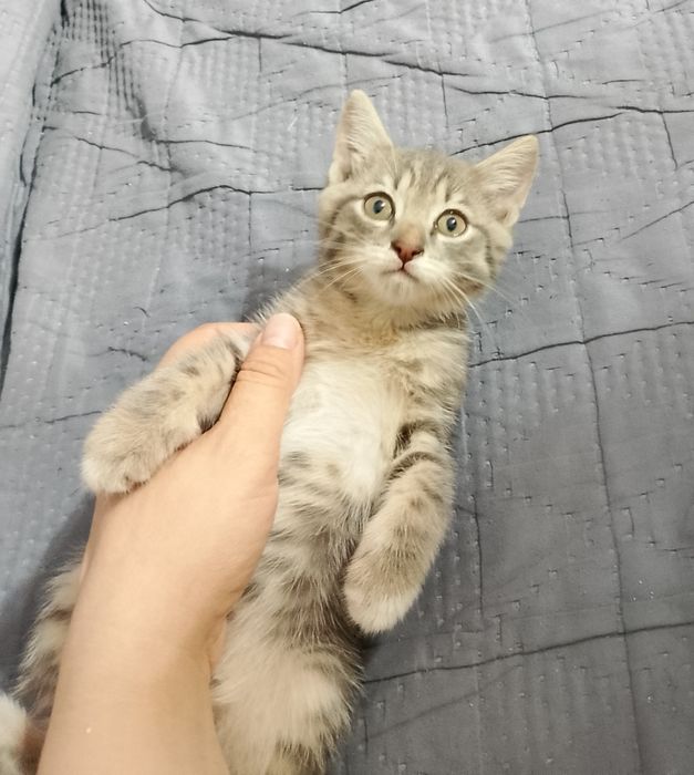 Дарю милых котят