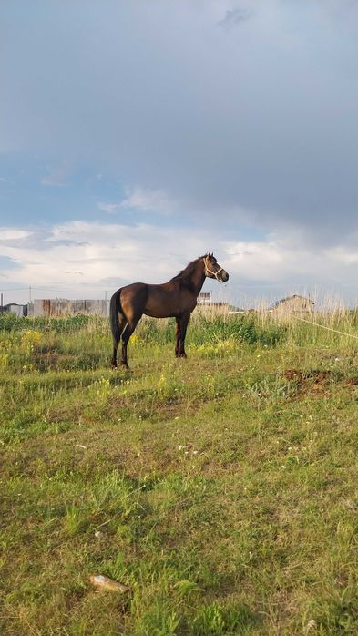 Продаю лошадь кокпарский