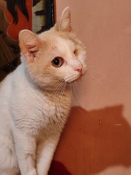 Очаровательный Котик ищет дом