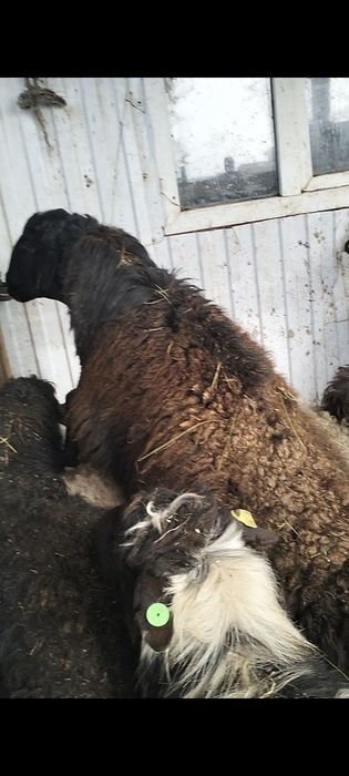 Қой сатылады.      .