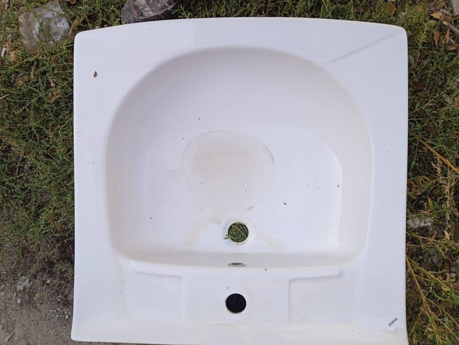 Раковины тюльпаны разные