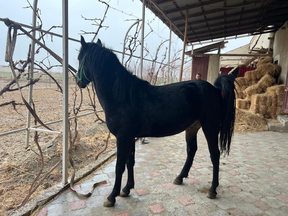 От сотилади киргиз отлари