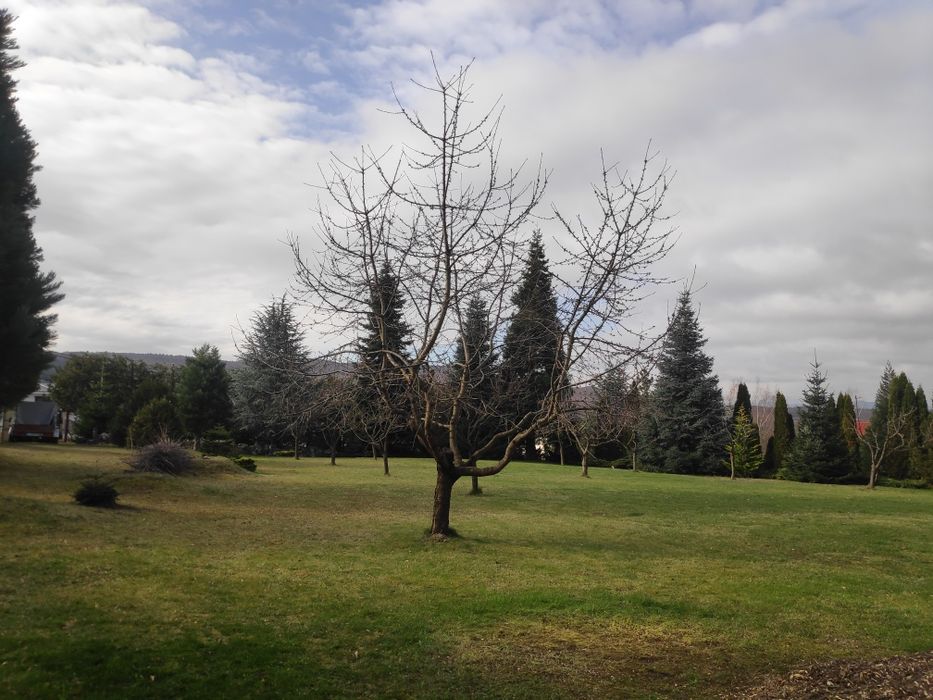 Curatare, întreținere gradini, taiete copaci, defrisari, tocare crengi