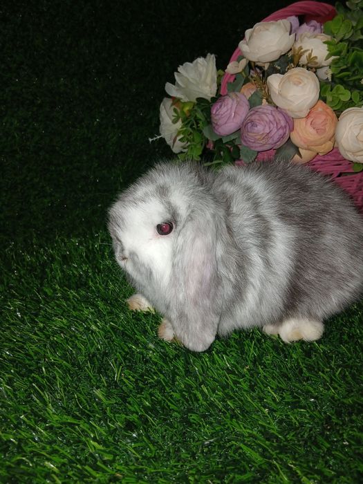 Quyonchalar. Dekaratif quyonlar