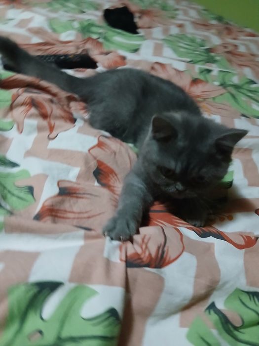 Pisica persana cu pedigree