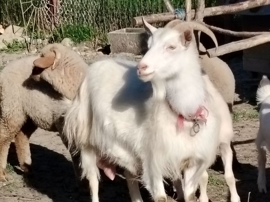 Capră sannen de vânzare