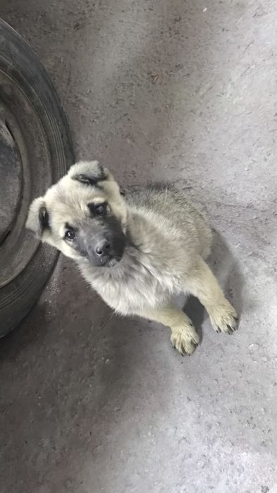 Продам щенка  мальчик