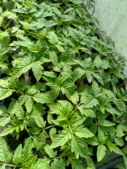 Răsaduri de legume profesionale