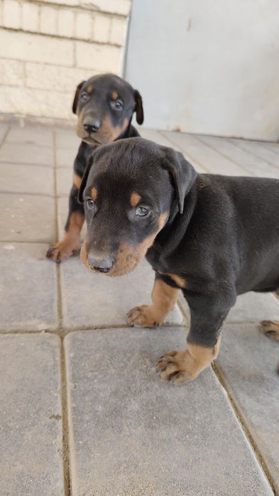 Продам щенков породистые