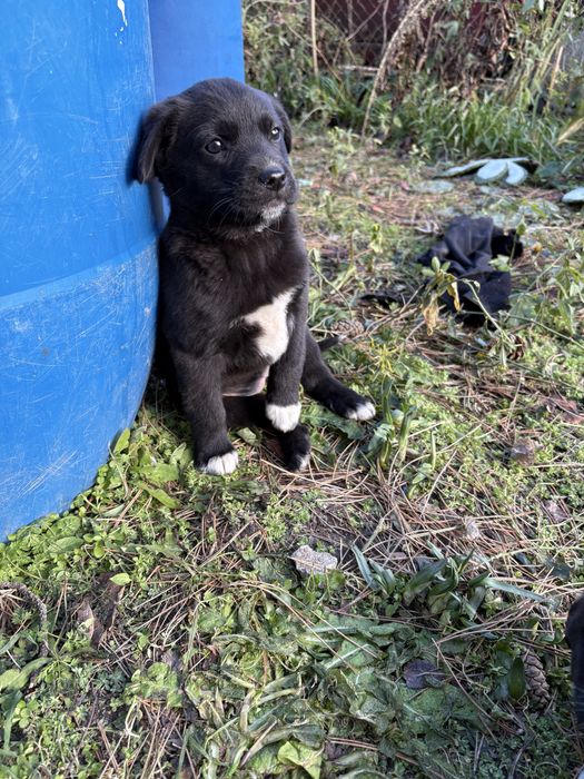 Подарявам кученца