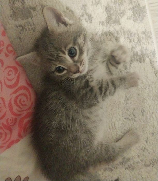 Отдам котят в хорошие руки
