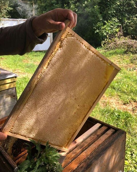 Мед оригинал в сотах