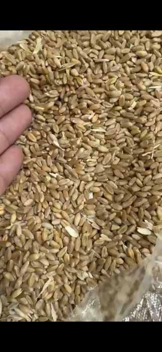 Пшеница, ячмень, овес