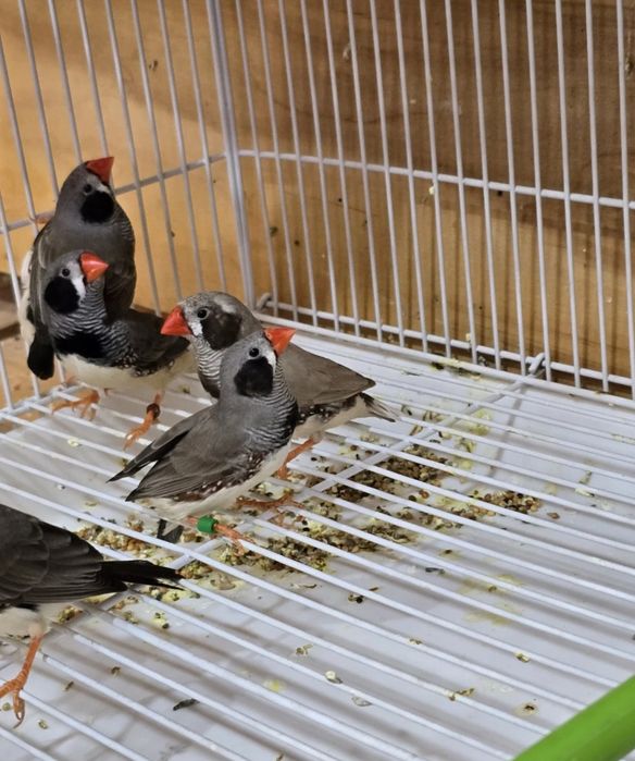 Продам чернощеких Амадинов