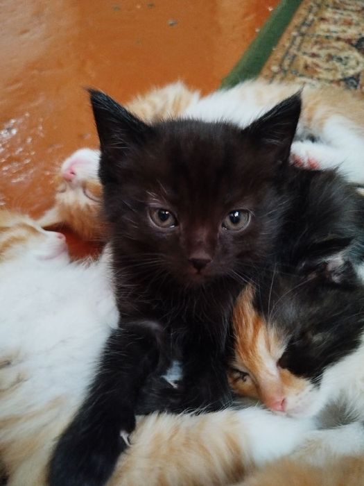 Срочно отдам котят в заботливые руки. Кушают всё, лоток знают хорошо.