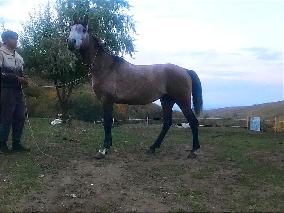 Продается Арабский  чистокровный жеребец