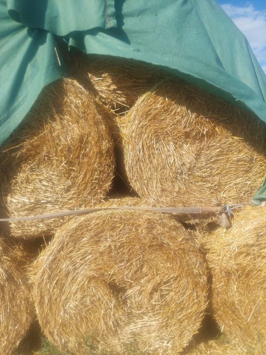 Baloți de paie orz