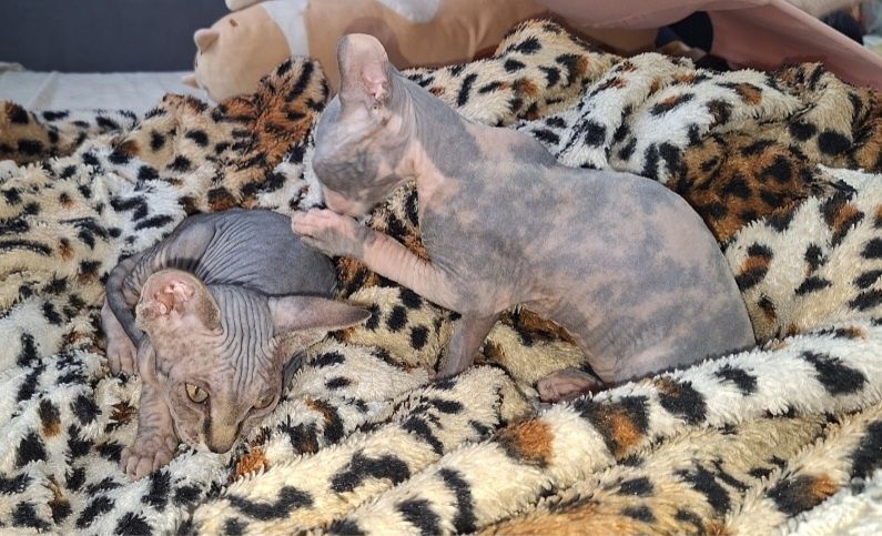 Чистокровные Канадки