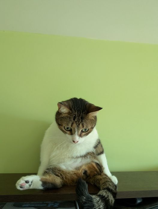 Подаряваме трикрака котка на 6 години