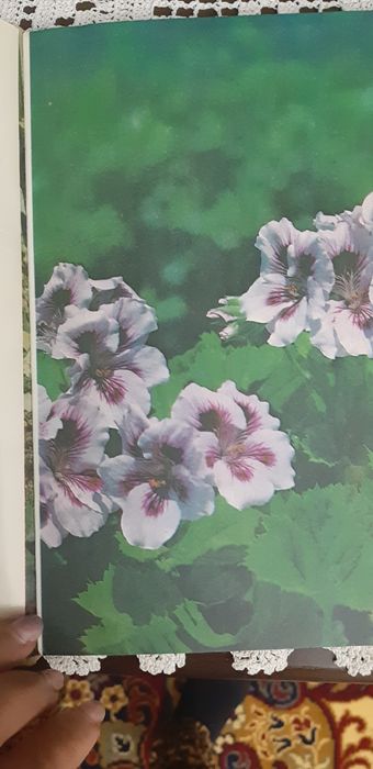 Книга для любителей комнатных цветов.