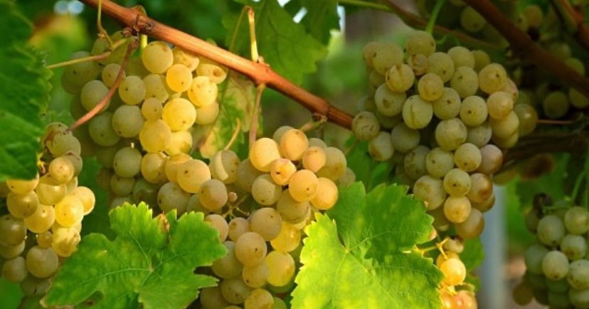 Vand struguri de vin