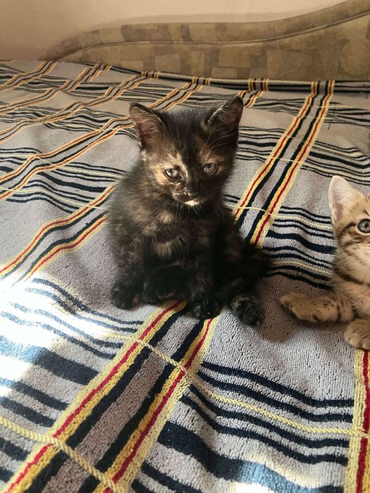 Отдам котят в добрые руки