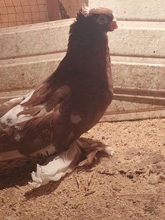 Самец весёлый  продаётся