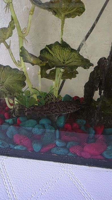 Продам аквариум со всем содержимым