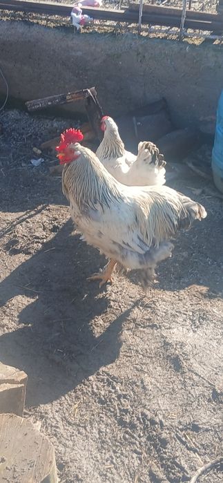 Vand cocosi rasa brahma rasa austrolop