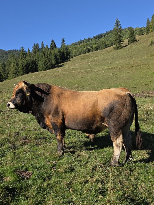 Vând taur Aubrac pentru montă