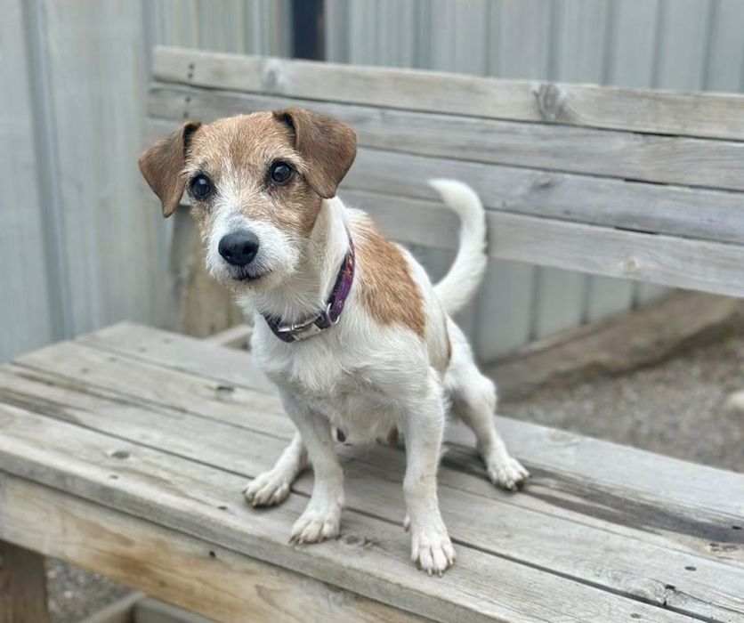 Джек Рассел Терьер