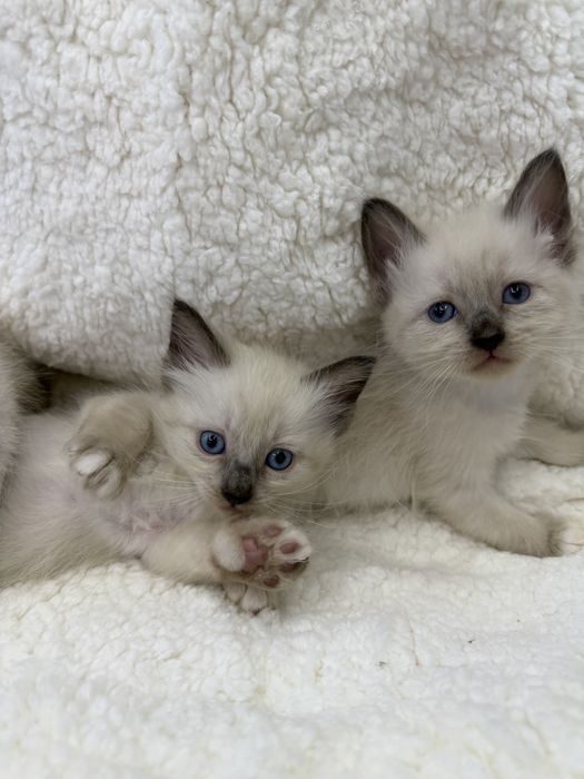 Котята от канадского сфинкса