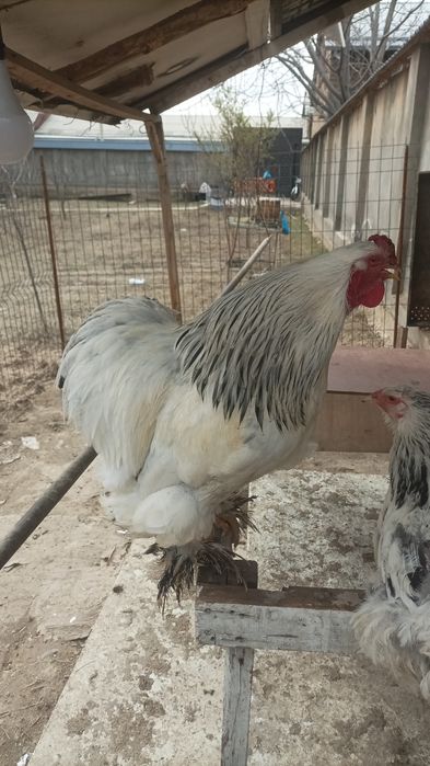 Брама светил СОТИЛАДИ