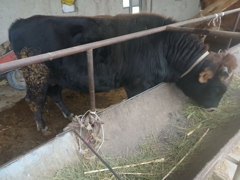 Qo‘y,Qo‘chqorlar va Buqa