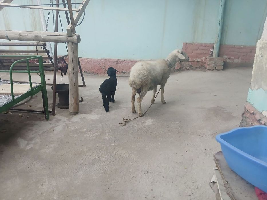 Ana bola qoy  bolasi qora