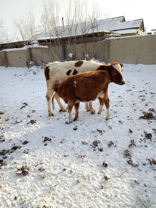 Продам коров с теленком