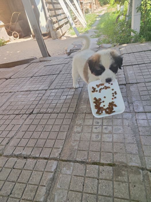 Подарявам кученца