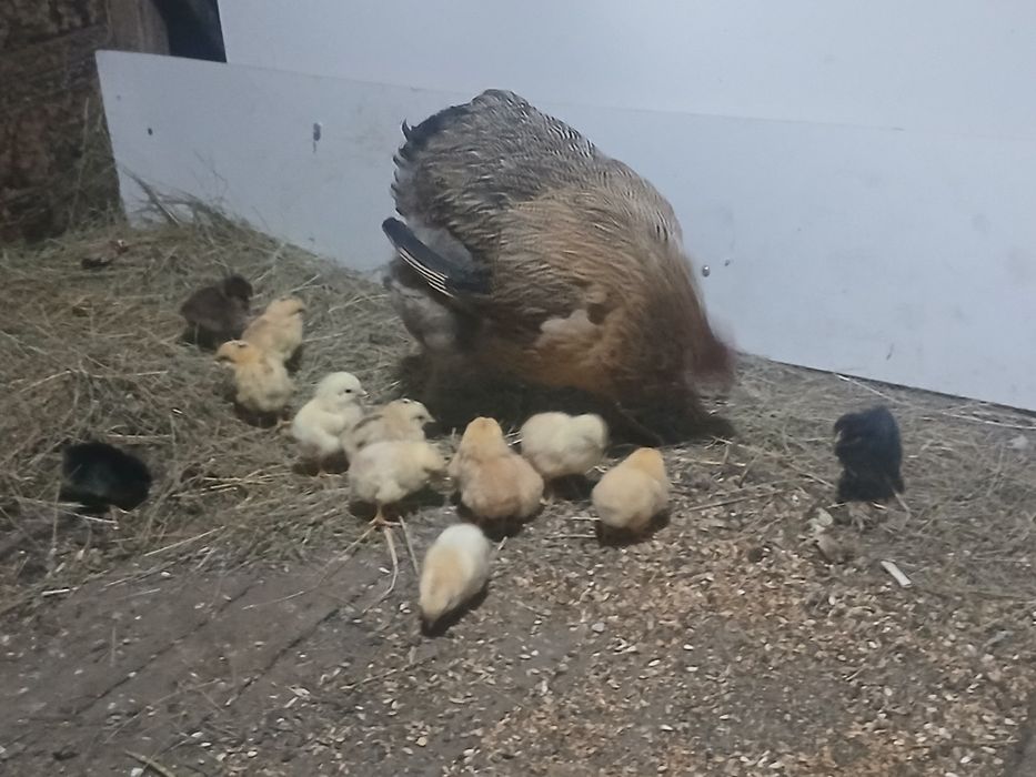 Продам домашний  циплята