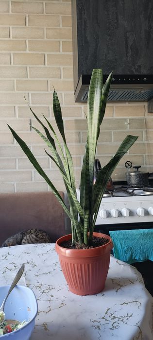 Продаю цветок сансевиерия